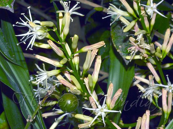 Narrow-Leaf Dragon Tree